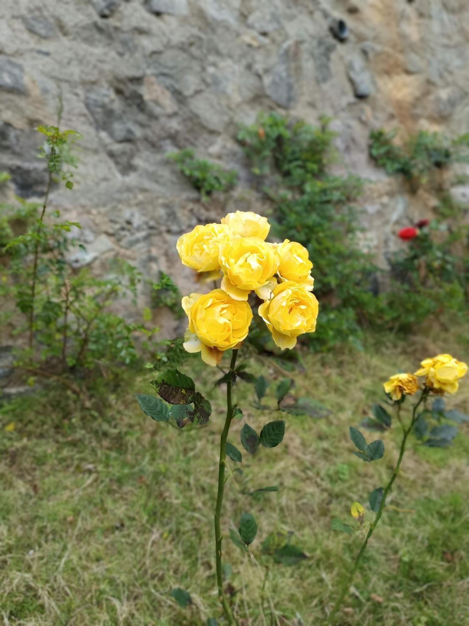 Kodai Riya Paradise Tamilnadu - Tamilnadu - Kodaikanal Esterno foto